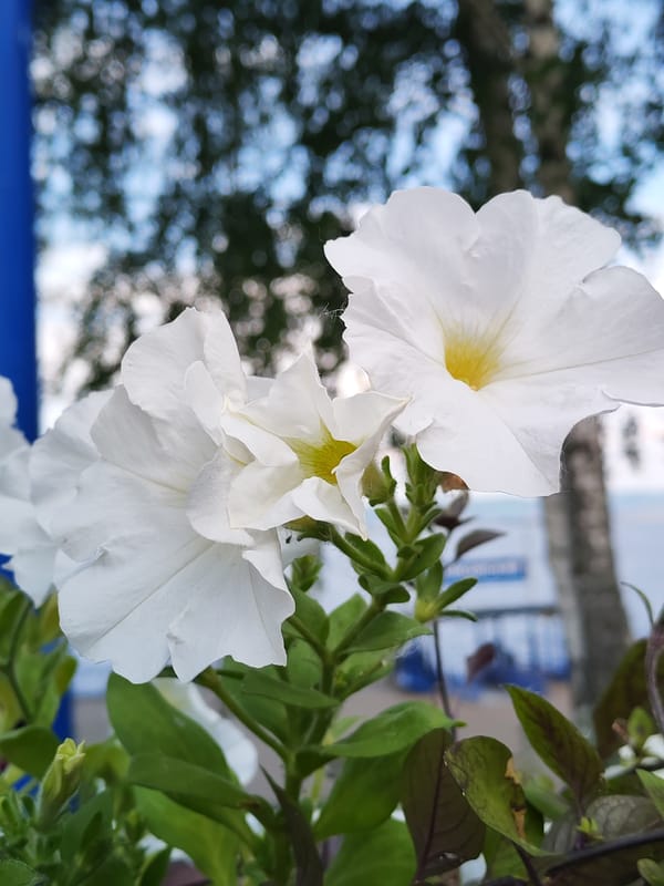 Morning sightseeing and dining around Chaikovsky, Russia