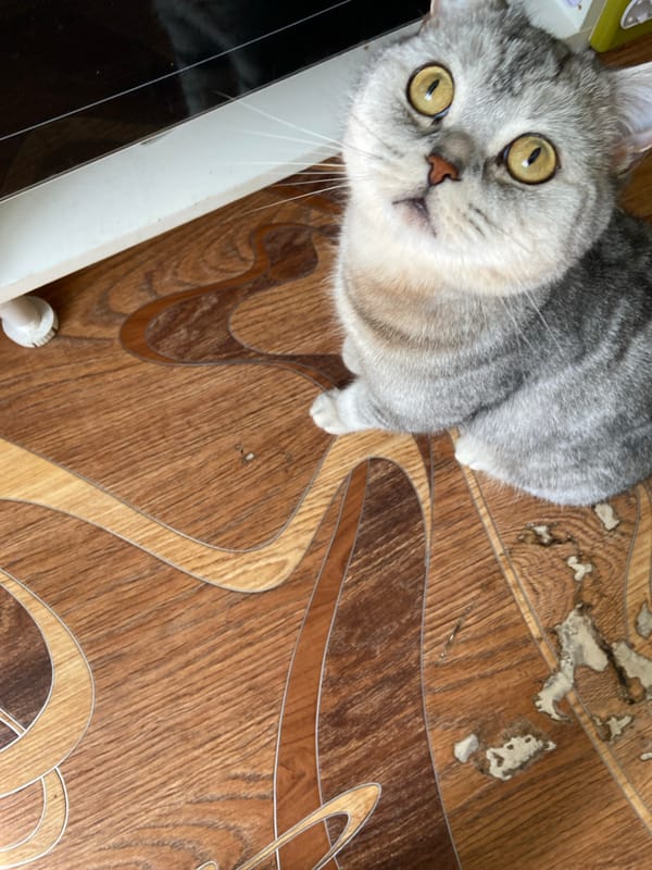 Everyday life inside a Russian home, cats and all