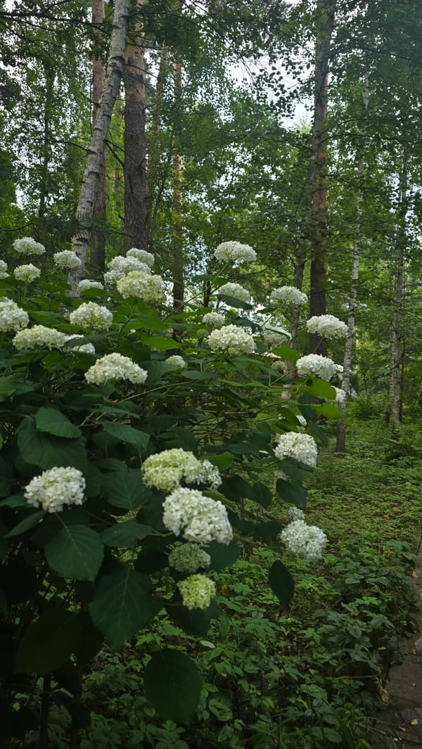 Summer garden in full bloom, Il'inskiy, Russia