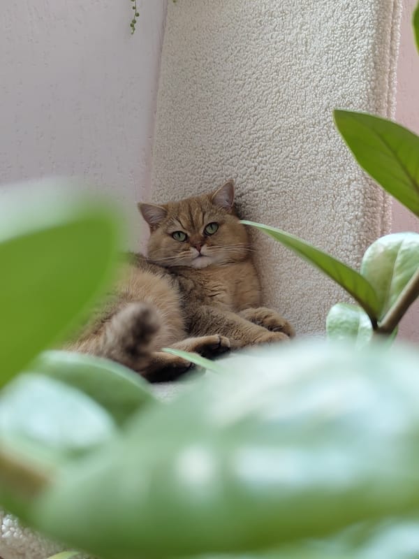 Laid-back cat at home in Krasnodar, multiple angles