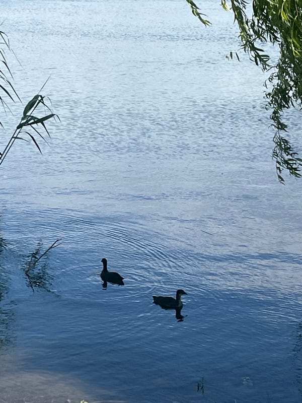Morning waterfowl activity observed across Goryachiy Klyuch waterways
