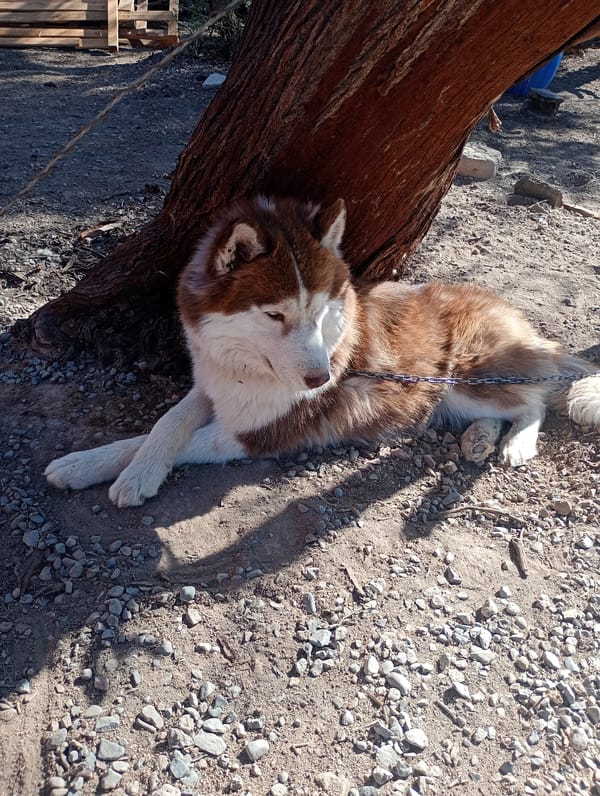 Husky dogs spotted resting in northern Chile towns