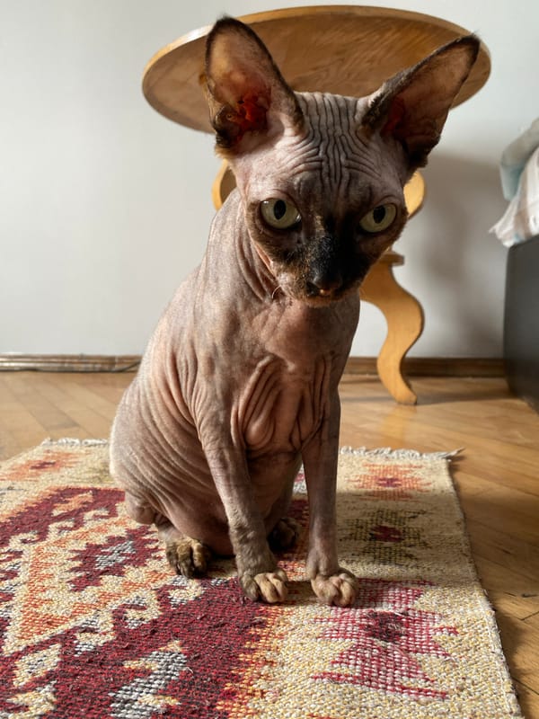 Sphynx cat at home in Batumi, Georgia