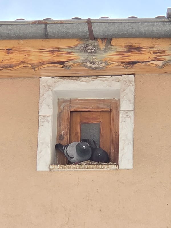 Pigeons, plants, and everyday urban life documented in Varna