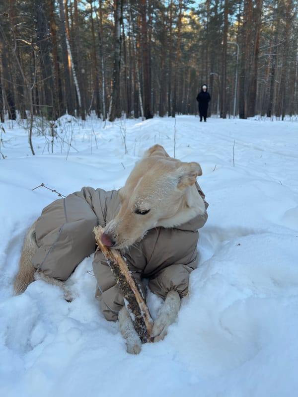 Woman and dog enjoy winter forest walk in Sosnovoborsk