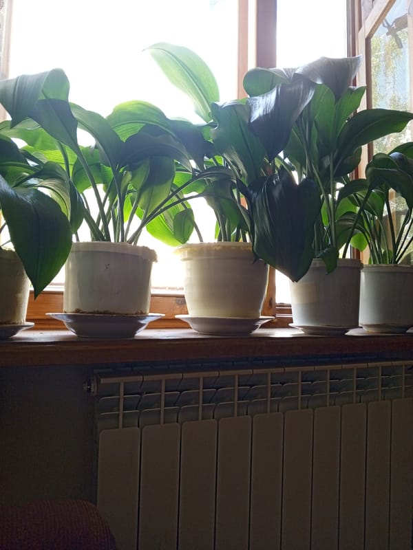 Books, battle history, and windowsill plants in Nizhny Novgorod