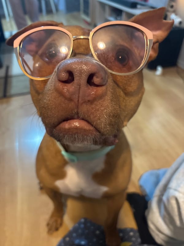 Dog in sunglasses photographed in Sofia, Bulgaria