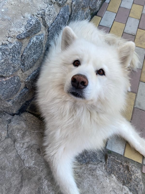 Samoyed resting on stone surface, gazing upward