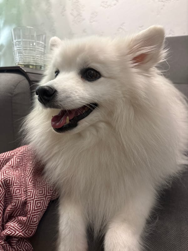 Fluffy white dog chilling on a gray sofa in Kazan