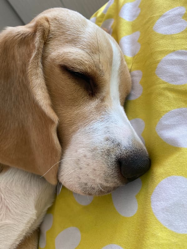 Beagle napping on a yellow heart-print blanket in Perm