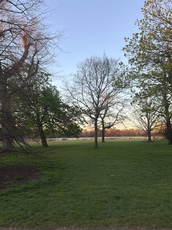 Dawn scene captured in London park with trees
