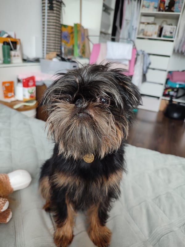 Brussels Griffon relaxing on a quilted blanket, multiple angles