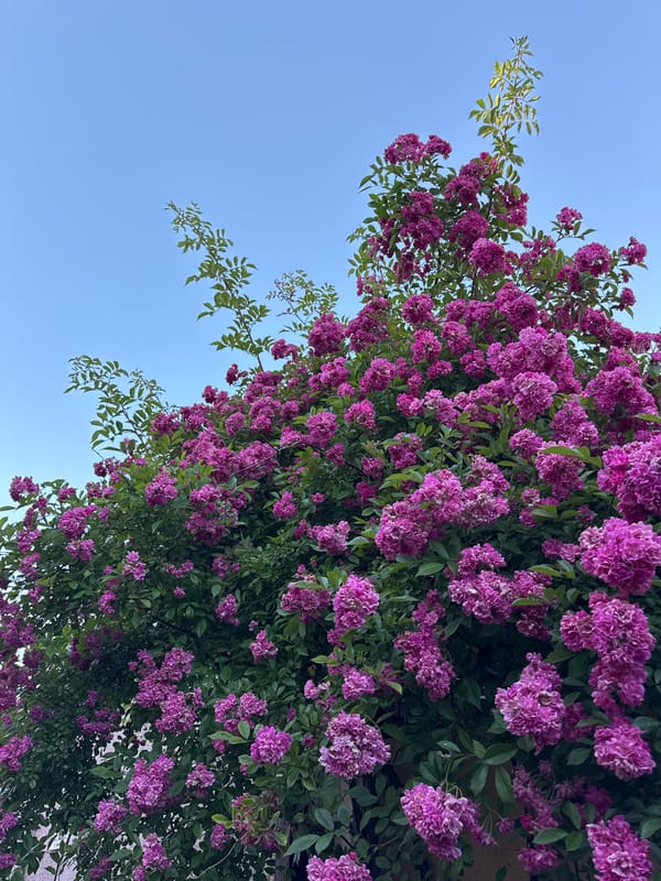 Flowering plant photographed against blue sky in Sirius, Russia