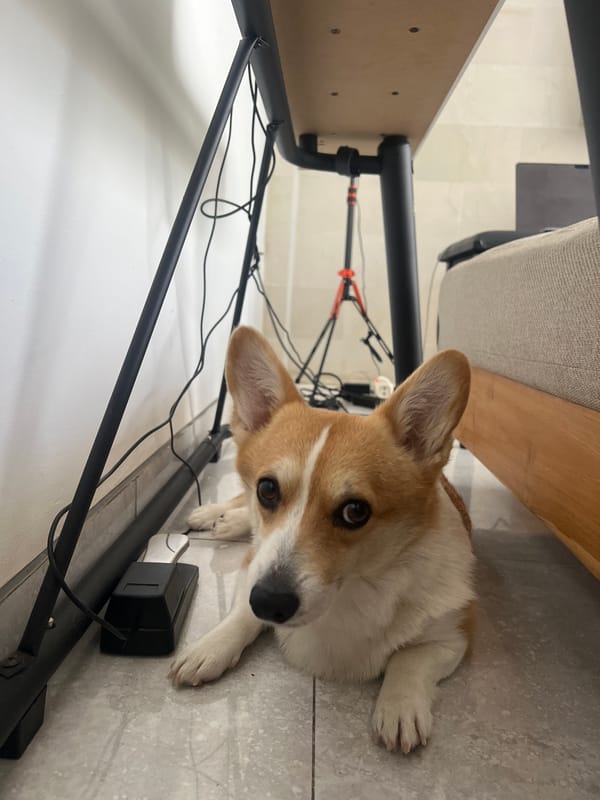 Dogs rest indoors during early morning in Mengwi
