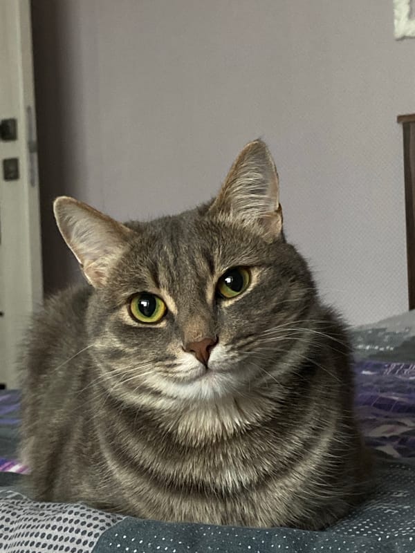 Gray tabby cat photographed on bedding in Markovskii, Russia