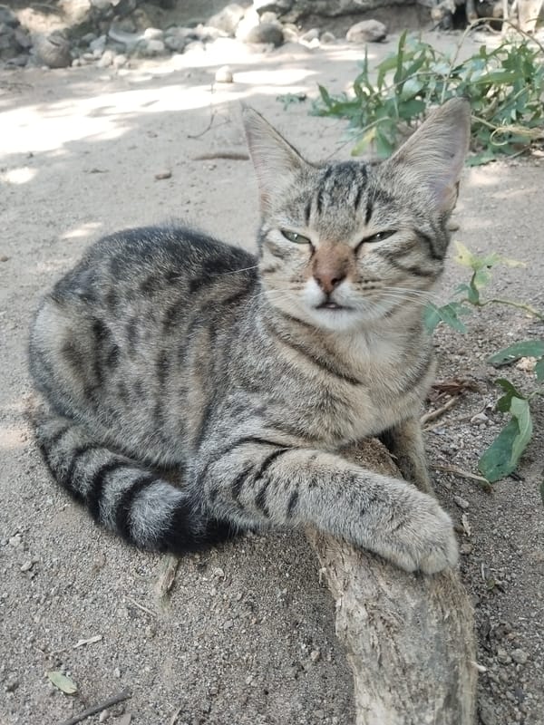 Tabby cat rests peacefully on sandy ground outdoors