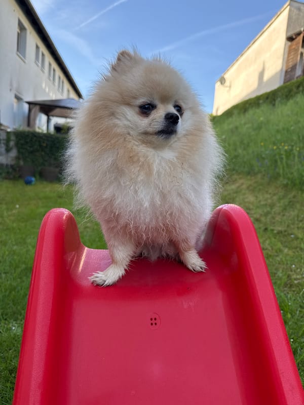 Pomeranian dog photographed playing with children's toys in German backyard