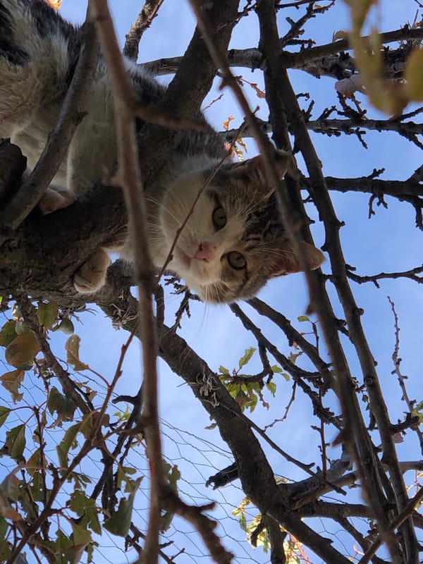 Cat spotted in tree branches in La Paz