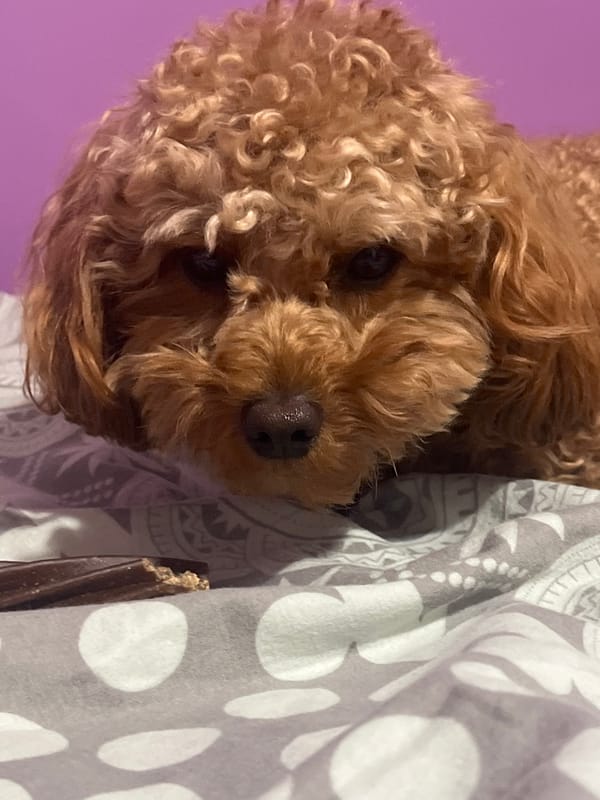 Brown poodle photographed relaxing on bed in Pazardzhik, Bulgaria