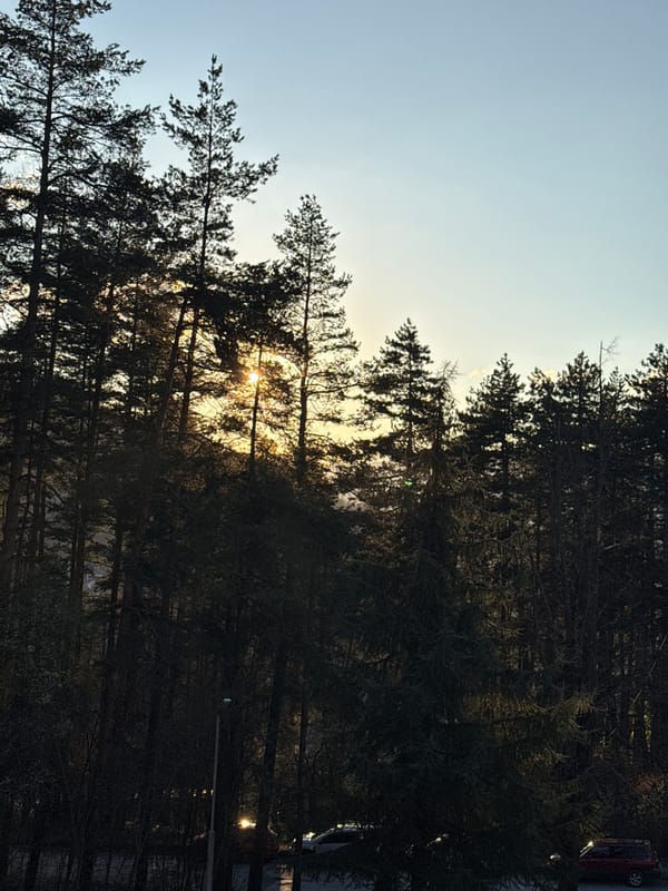 Sunlight through pine trees captured in Etropole, Bulgaria
