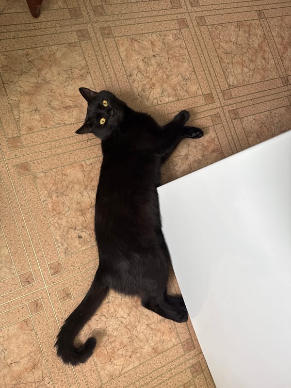 Black cat with yellow eyes spotted in Chaikovsky home