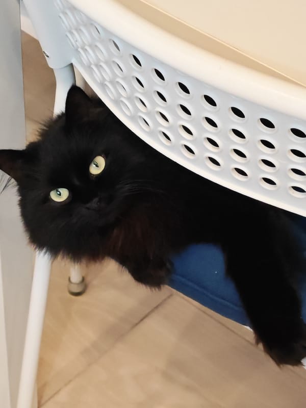 Cats eating and lounging at home, pancake in hand