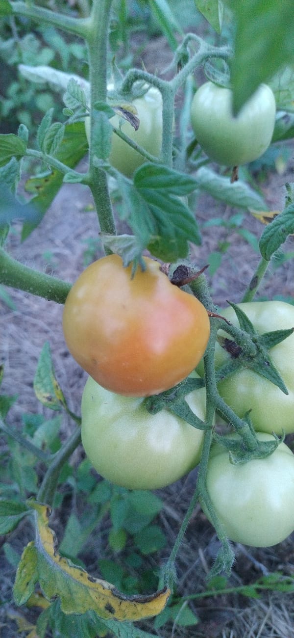 Close-up garden and field shots: tomatoes, wildflowers, and insects