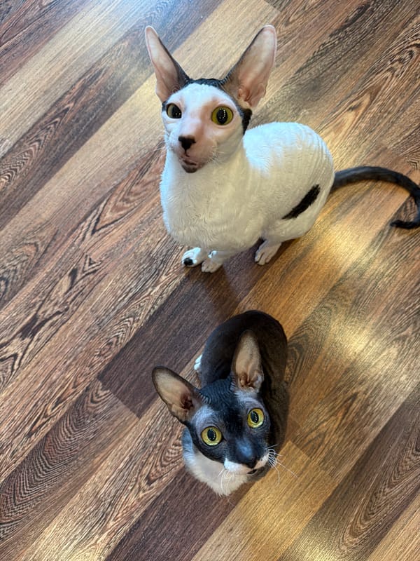 Cornish Rex cats and a pop-art painting fill the frame