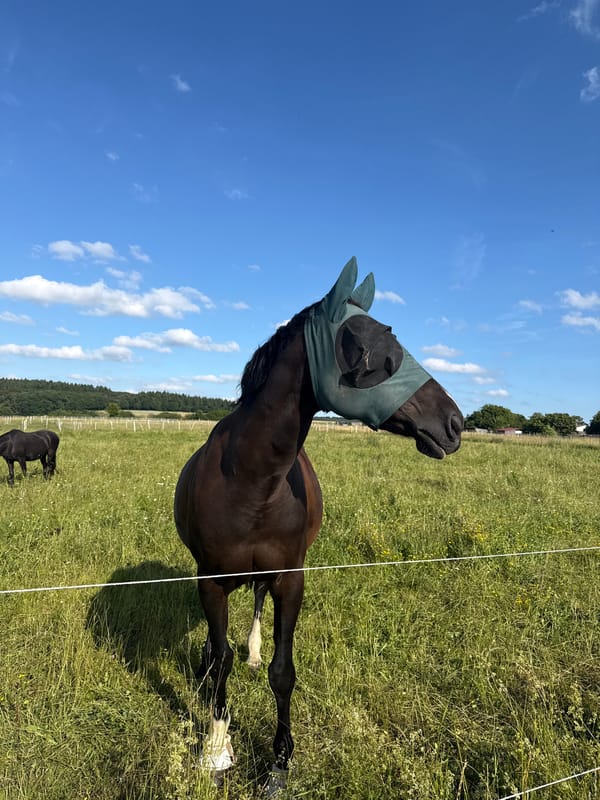 Horses grazing in Oberquembach fields on sunny afternoon
