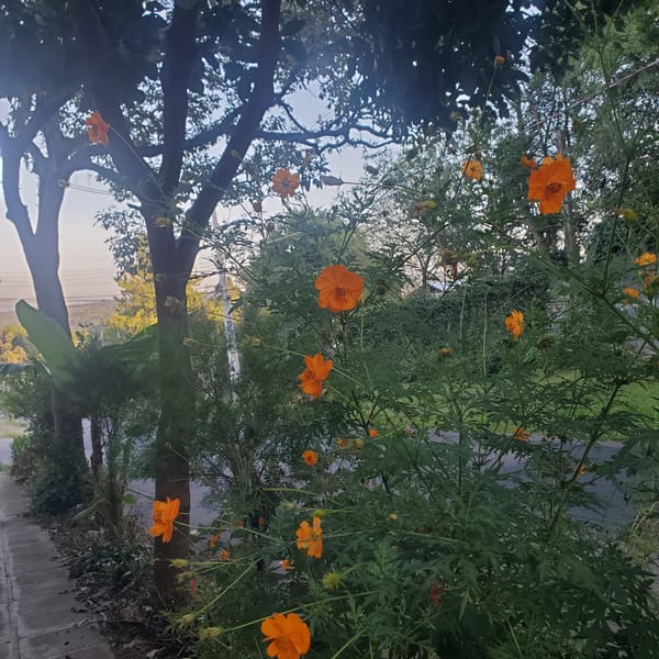 Spring cosmos flowers bloom along Curitiba roadside