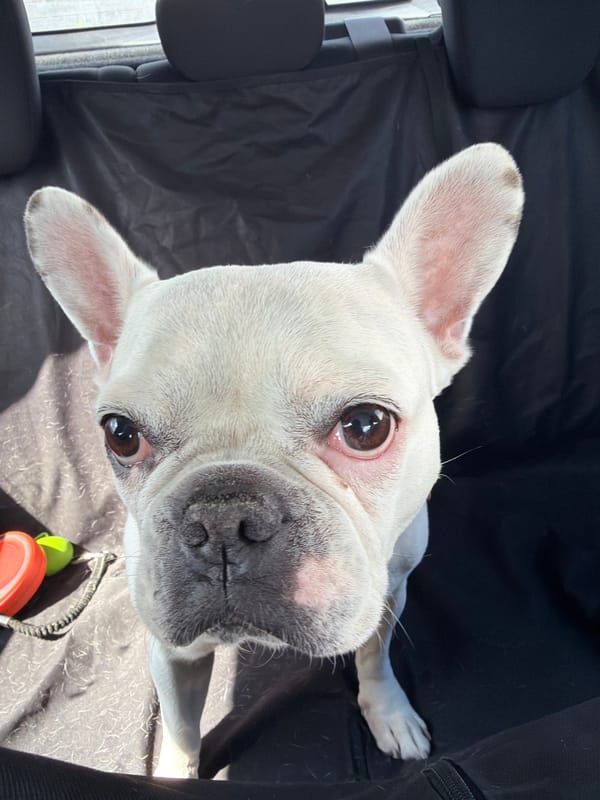 French Bulldog in colorful shirt photographed in Bulgarian village