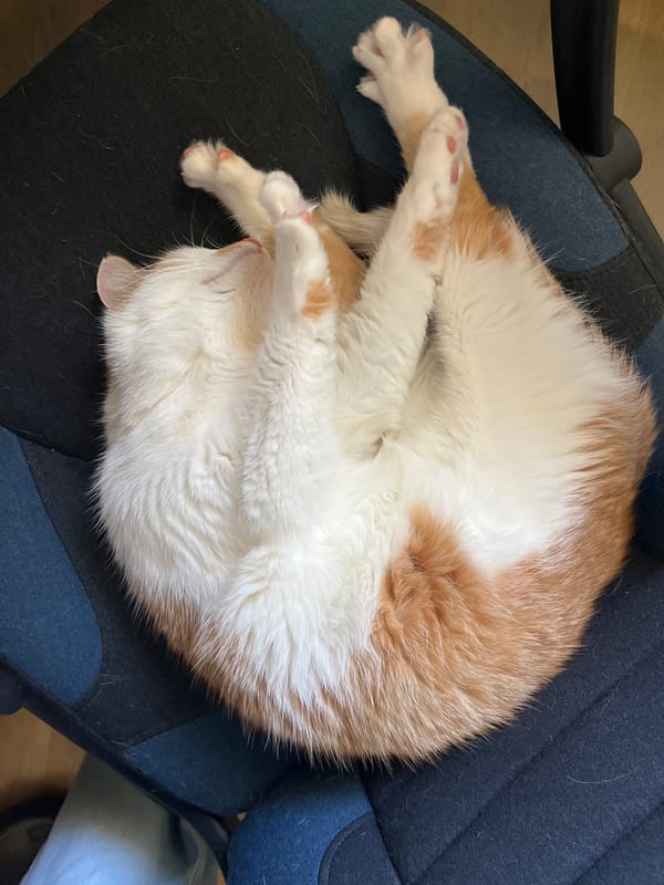 Cat naps in office chair, street mirror spotted in Novi Sad