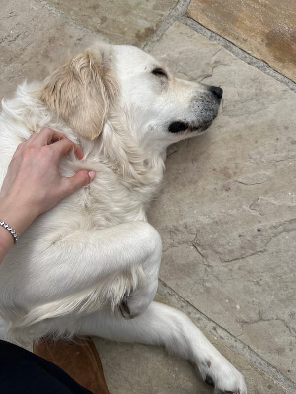Golden retriever enjoys belly rubs on London street