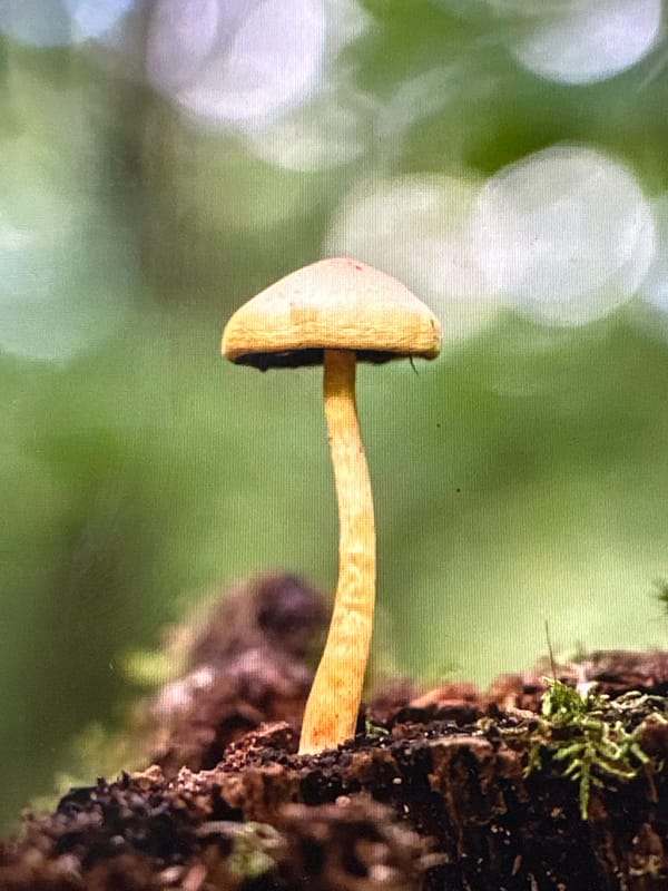 Wild mushroom foraging and forest wildlife in Dilijan, Armenia