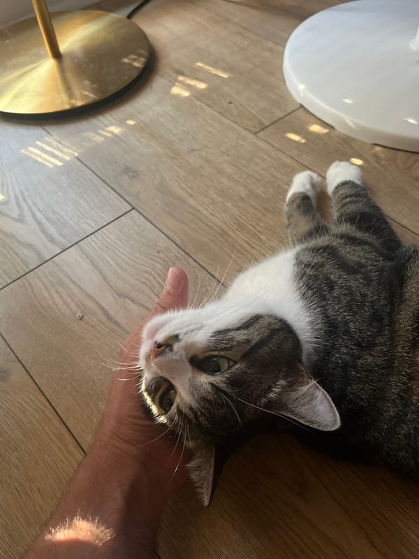 Tabby cat's lazy afternoon in a Fresnes living room