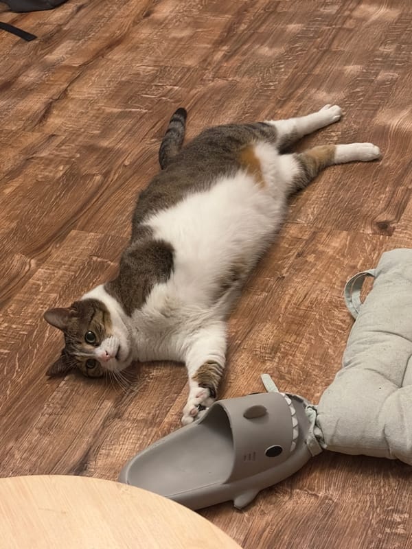 Cats relaxing on a wooden floor near a pink electric guitar