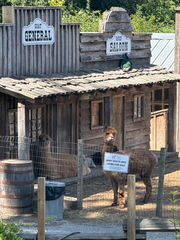 Alpacas and honey at a Central Saanich farm