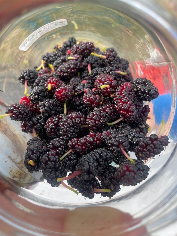 Mulberry picking and neighborhood stroll in Baranovka, Russia