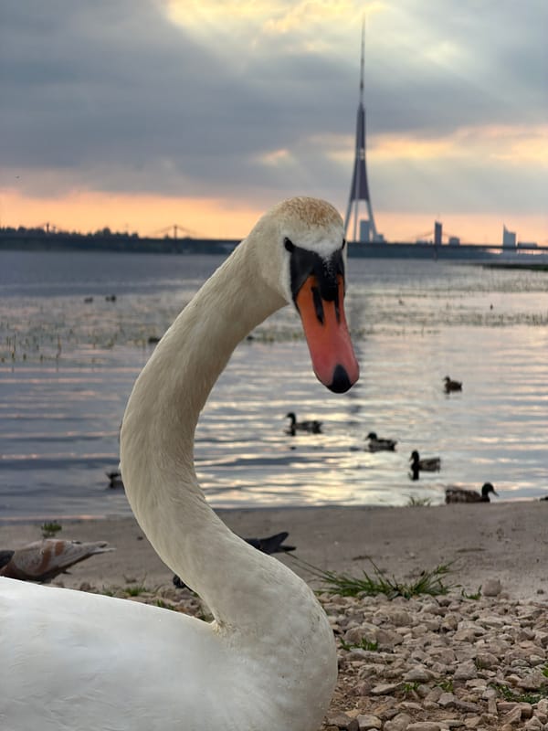Swans gather along the Daugava River at dusk in Riga