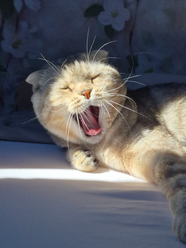 Cats Yawning and Grooming Documented by Independent Witnesses