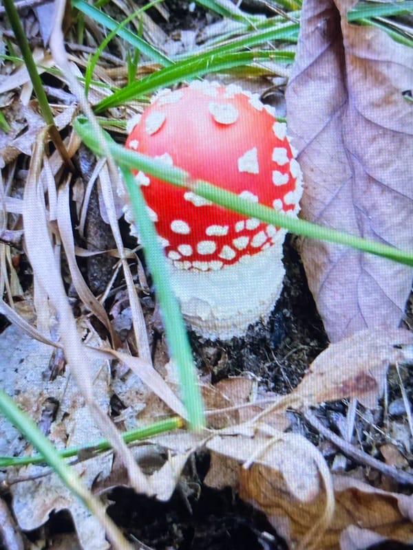Wildlife, fungi, and scenery from a summer afternoon in Luh