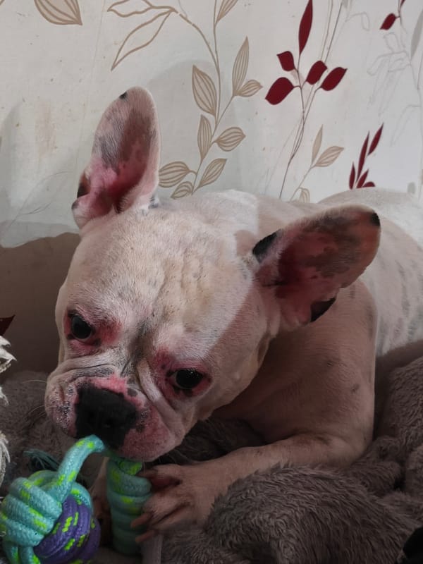 French Bulldog plays indoors in Varna, Bulgaria