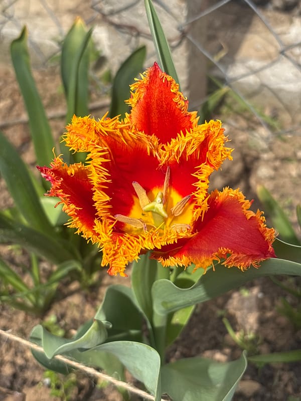 Fringed tulip blooms in Pleven garden