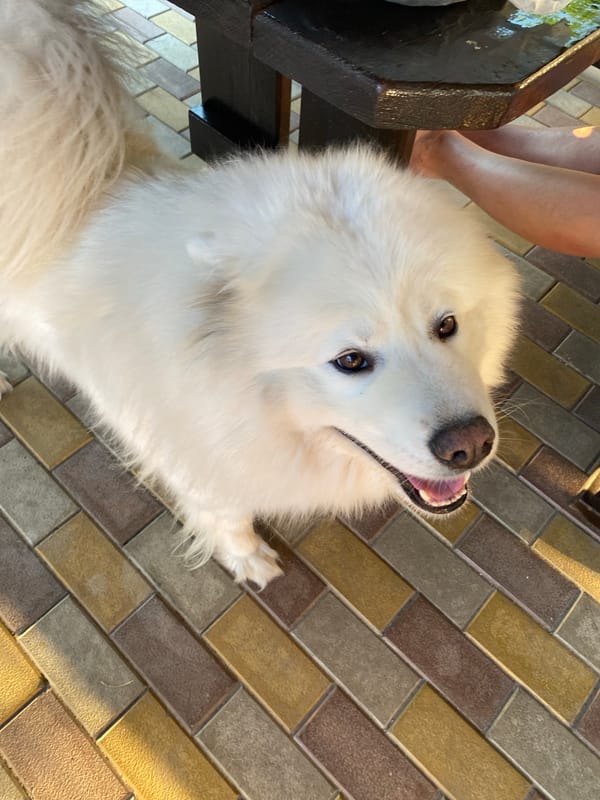 Two Samoyeds lounging and nuzzling on a sunny patio