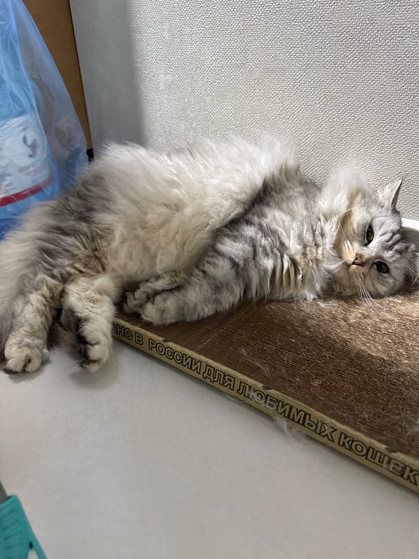 Cat lounges beside scratcher in Russian home