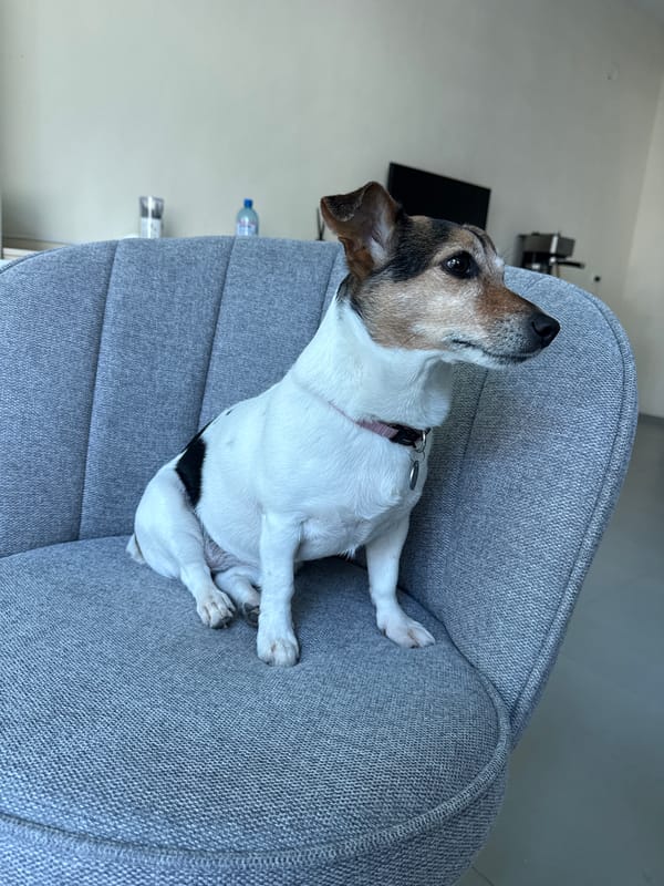 Jack Russell Terrier rests on chair in Varna