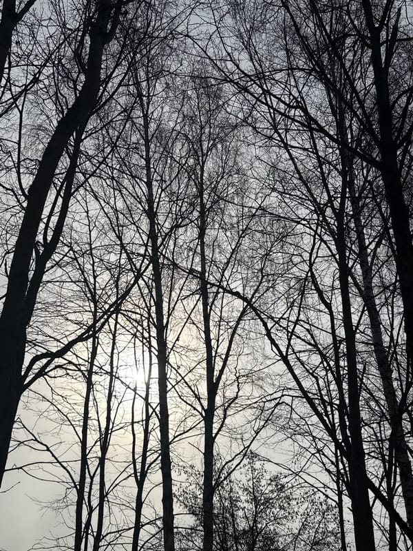 Morning sky view through bare branches captured in Dmitrov