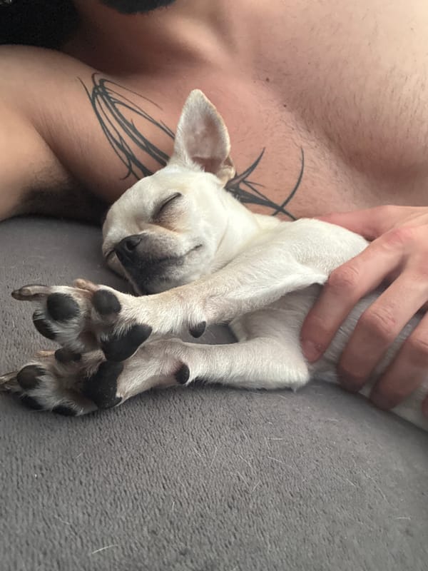 Sleepy chihuahua naps through a Sofia morning