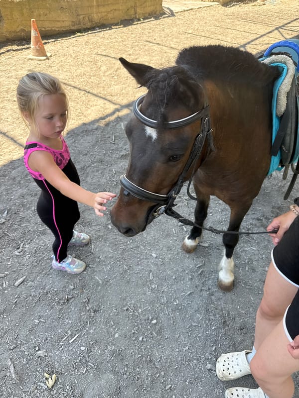 Morning at a Sochi equestrian facility: stalls, riding, and horses.