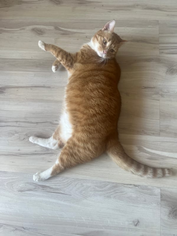Lazy morning with an orange tabby in a Zabrze apartment